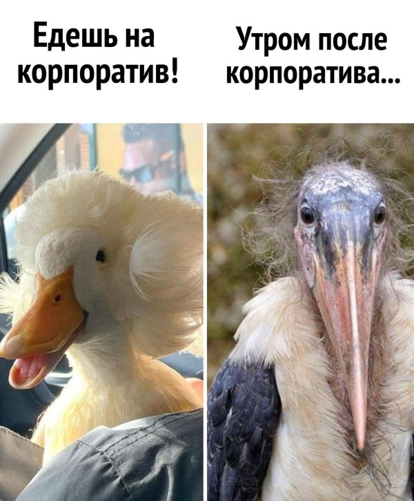 утро после корпоратива