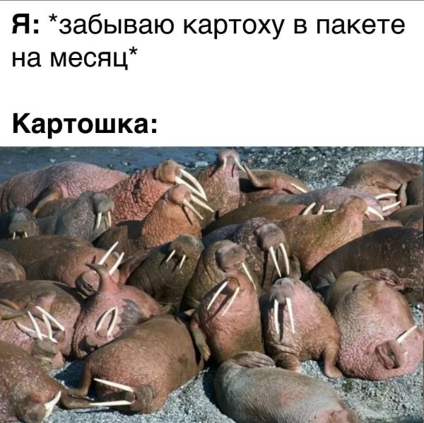 остров врангеля моржи