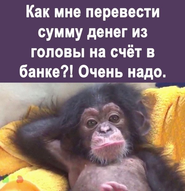 красивая обезьянка