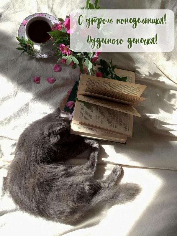 чудесного понедельника