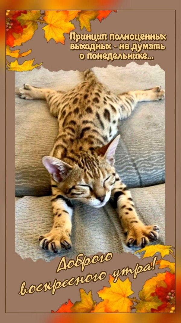 бенгальская кот