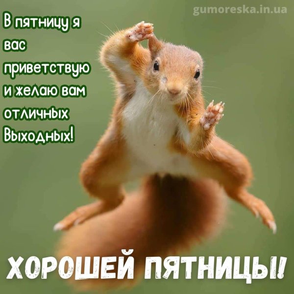 Доброе утро пятницы летние