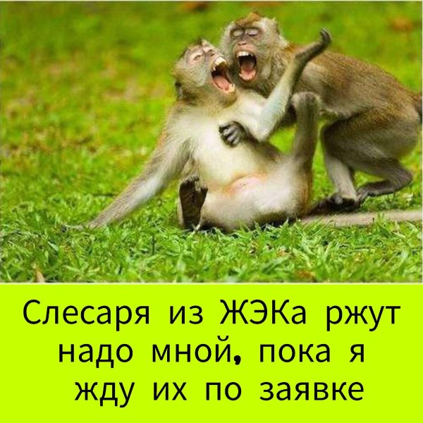 смех обезьяны