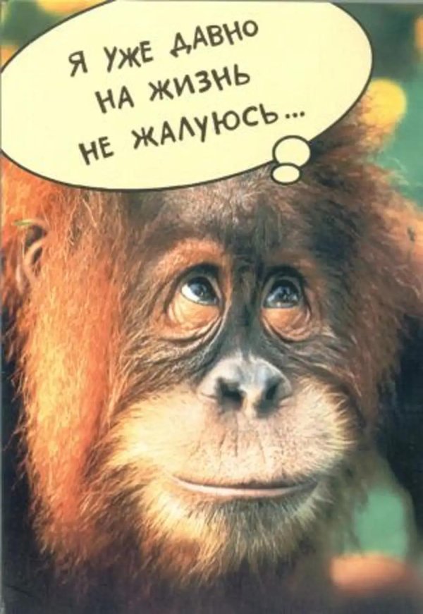 приматы орангутанг