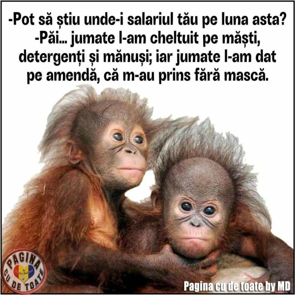 прикольные обезьяны