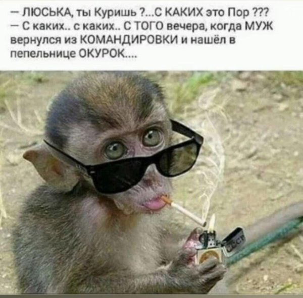 мартышка с сигаретой