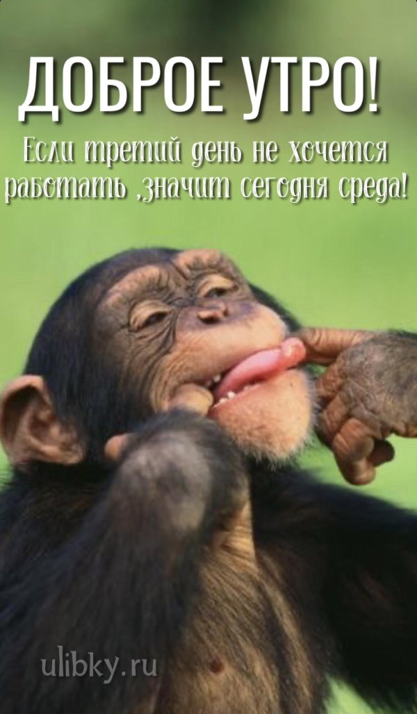 смешные шимпанзе