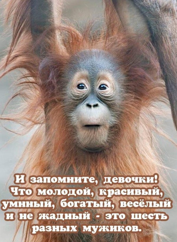 доброе утро обезьянка