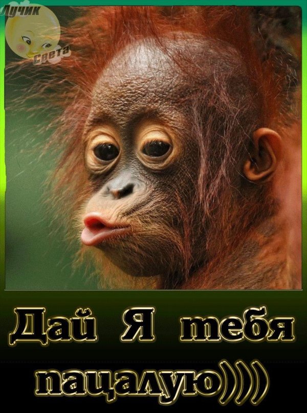 прикольные обезьянки