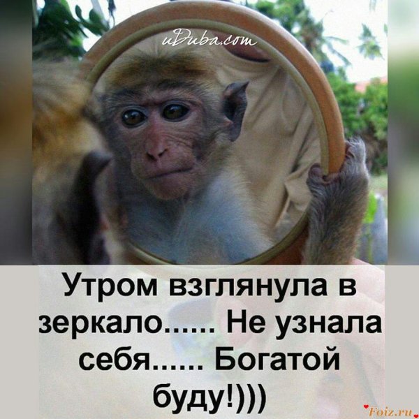 мартышка и зеркало