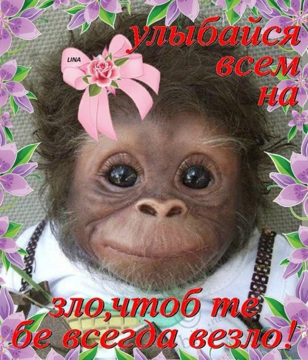 доброго дня с мартышками