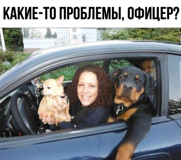С собаками