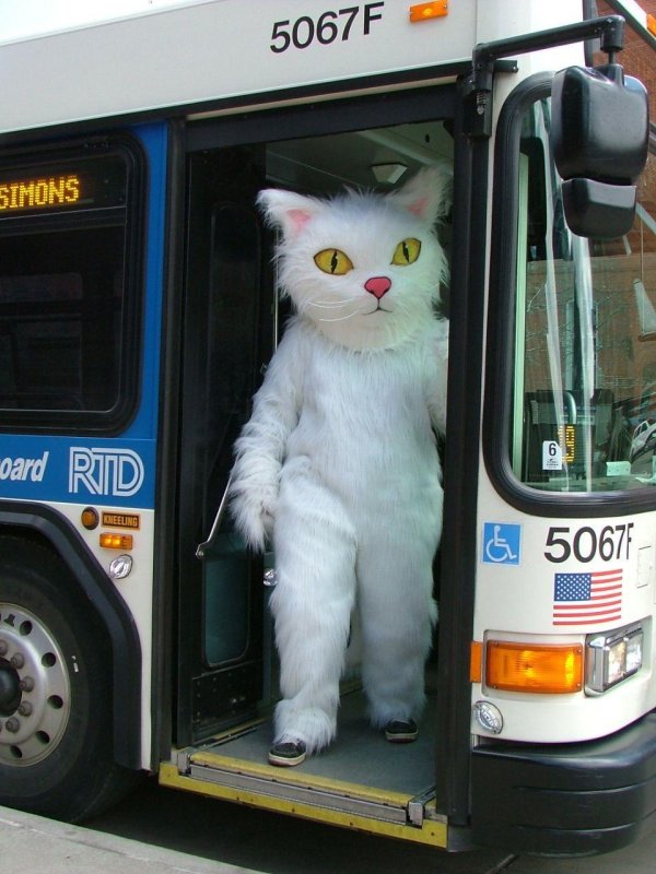 автобус кот