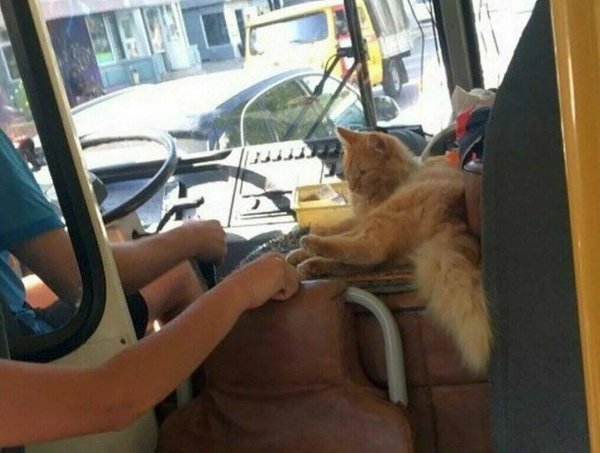 кондукторы общественного транспорта