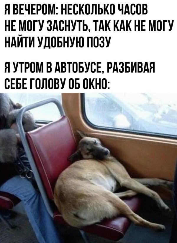 пес смешной