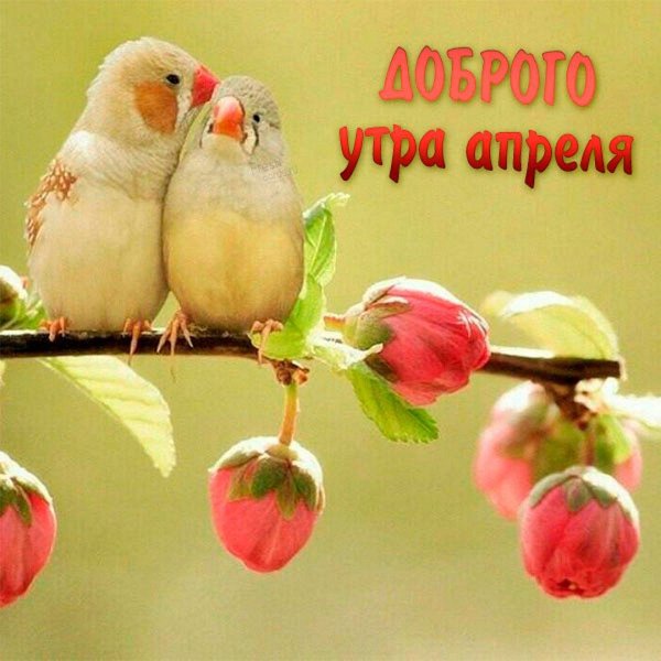 Доброе утро с птичками