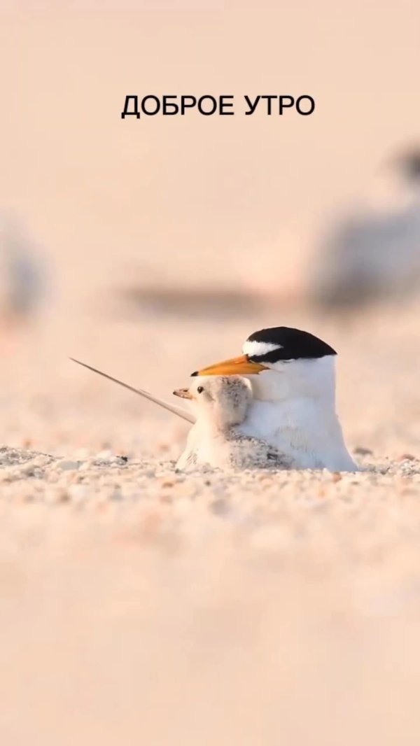 полярная крачка птенец