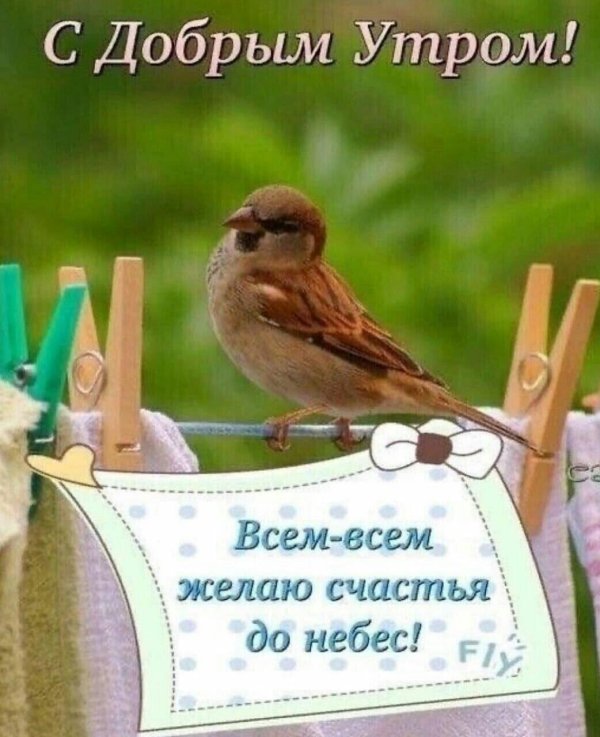 домовый воробей воробьиные