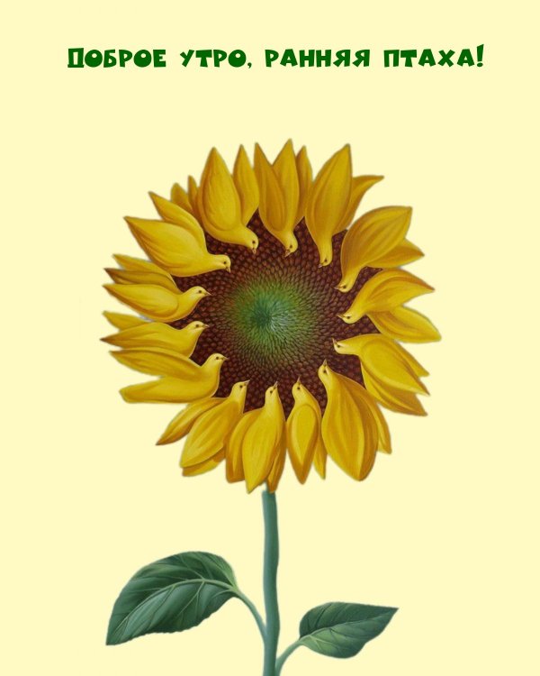 цветок подсолнух