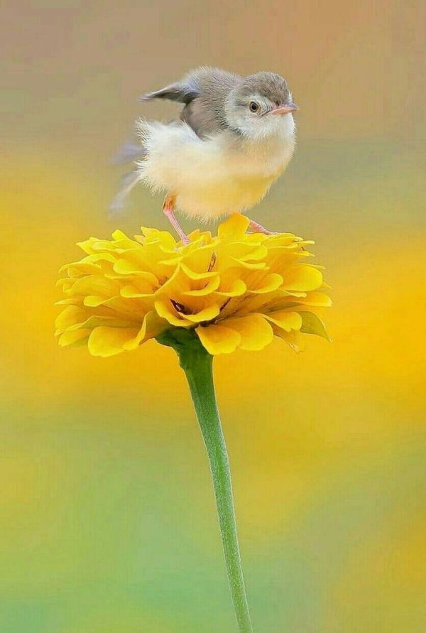 весенние птички