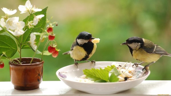 птичка синичка