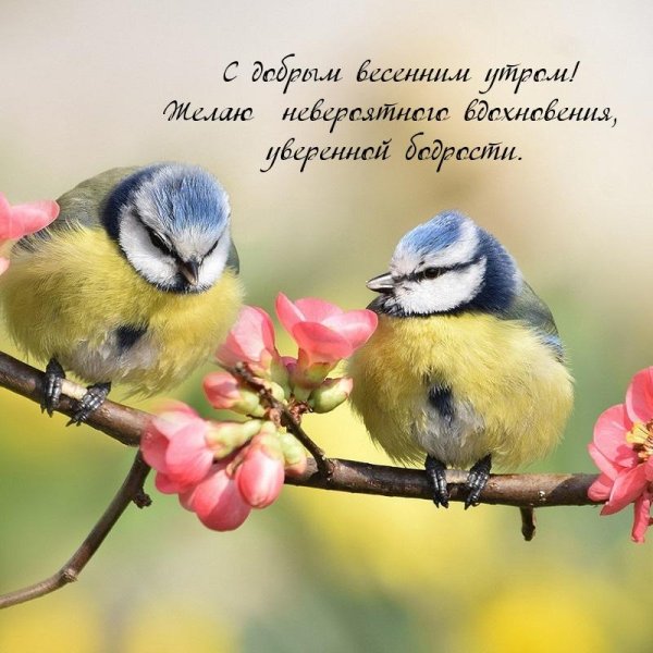 весенние птички