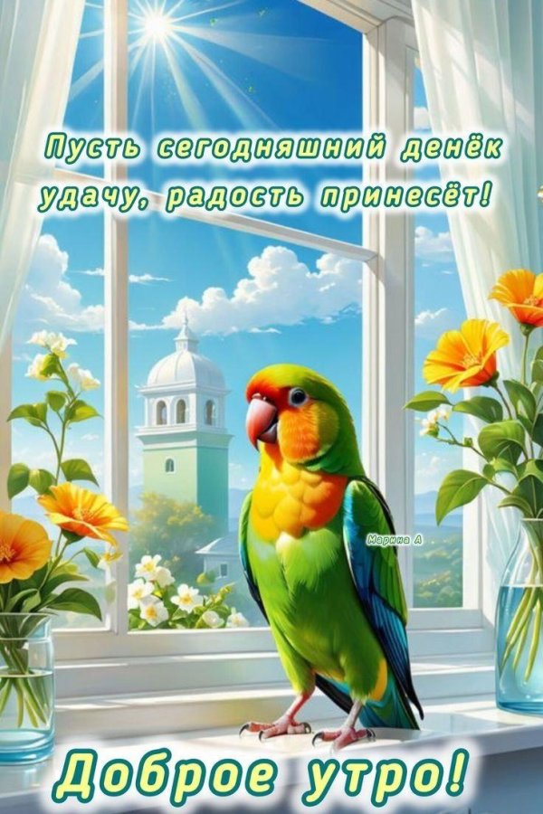 красивые попугаи