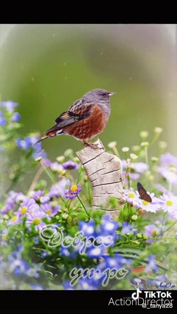 открытки доброе утро с природой