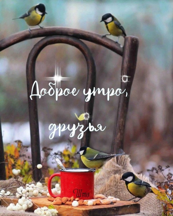 Доброе утро с птичками