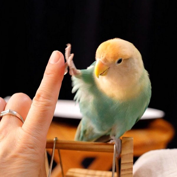 волнистые попугайчики неразлучники