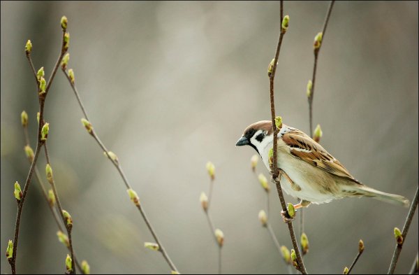 воробей полевой
