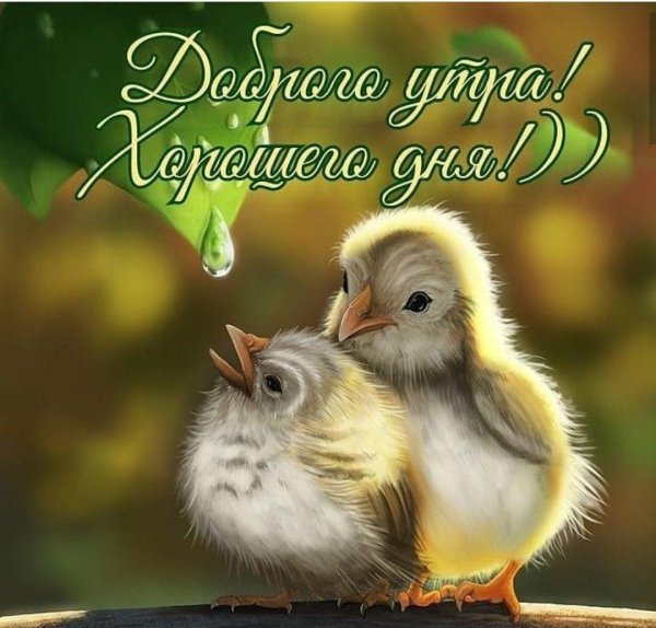 доброе утро с птицами