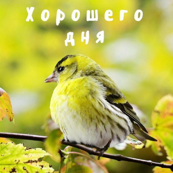 щегол и зеленушка