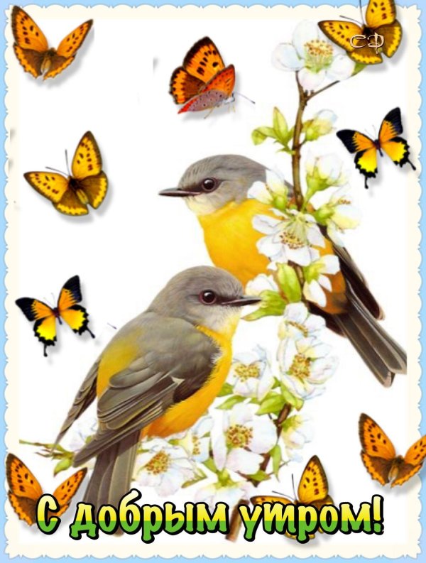 открытки с добрым утром с птицами