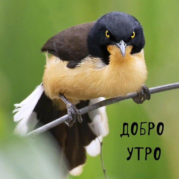 черноголовые пересмешники