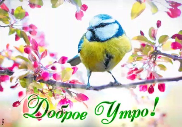 птицы весна