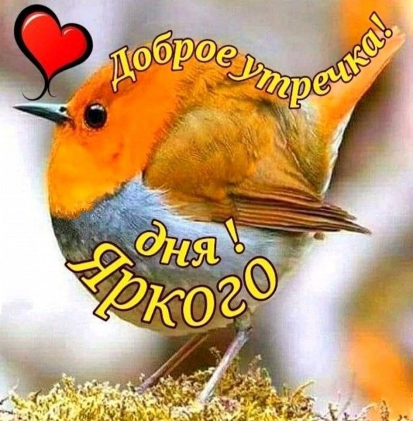 зарянка малиновка горихвостка