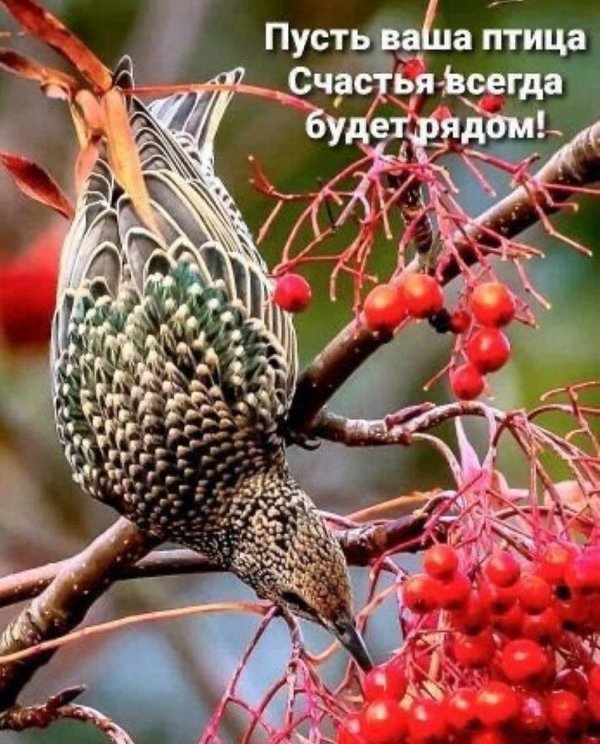 рябинный скворец