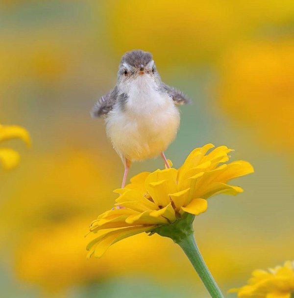 летние птицы