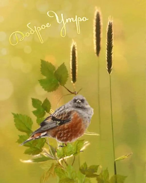 доброе утро с птичками