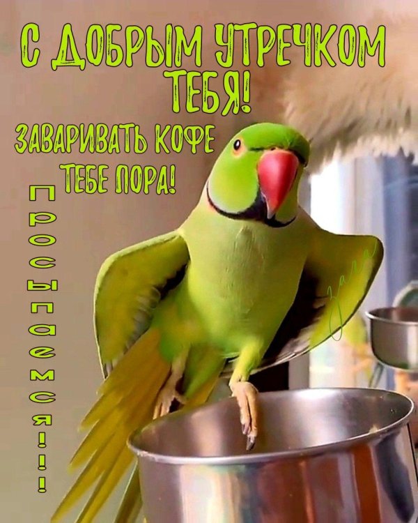 говорящие попугаи