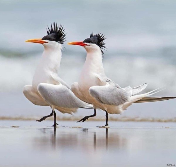 хохлатые крачки