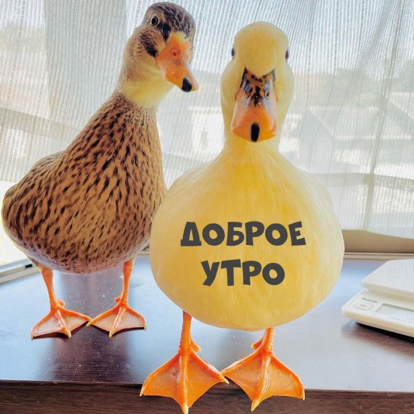доброе утро уточка