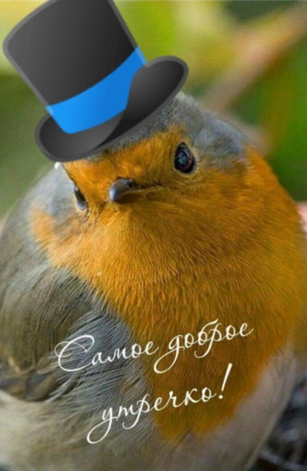 добрая птица