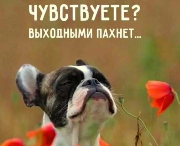 впереди выходные