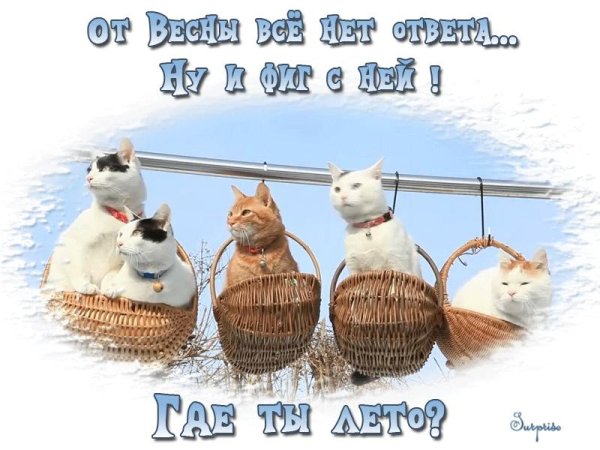 смешная кошка