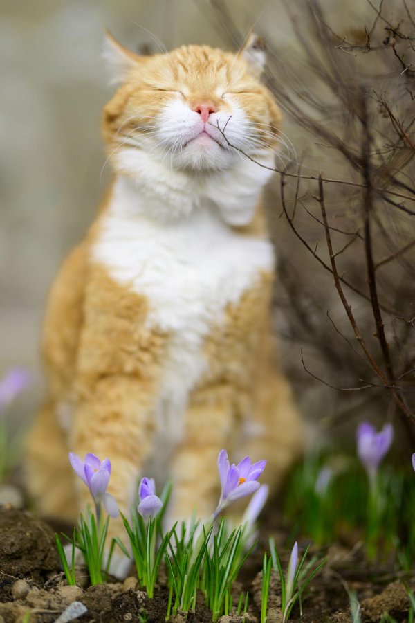 запах весны