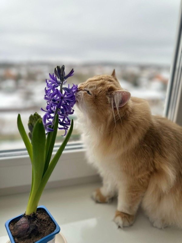 кошка в доме