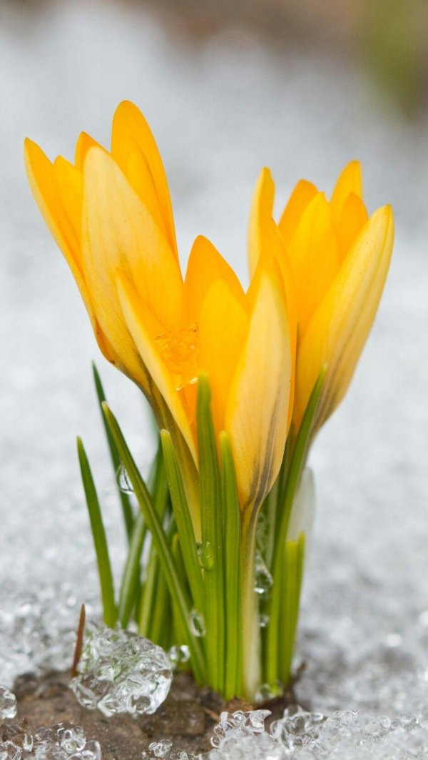 желтые первоцветы крокусы