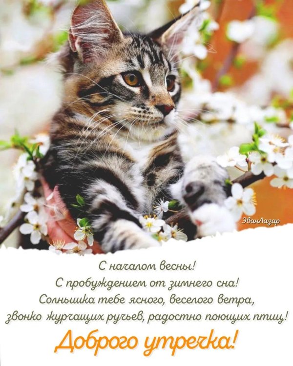 1 марта день весны и кошек